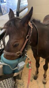 This is a nebulizer that we use on a lot of the horses to help with their lungs